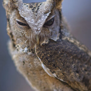 Winking owl
