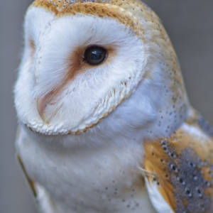 Inquisitive Barn owl
