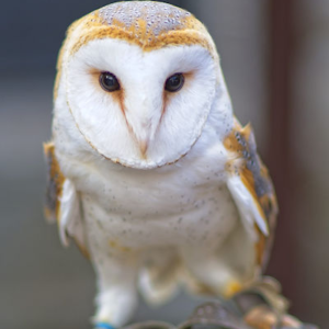 Barn Owl looking for Prey