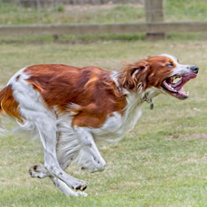 Irish Red & White Setter #2