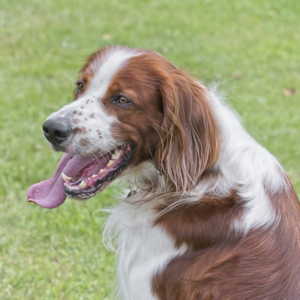 Irish Red & White Setter #1