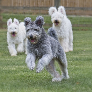 Three dogs running