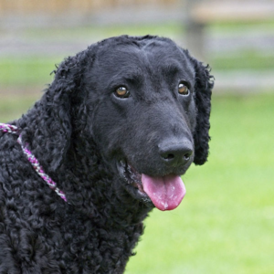 Rare-Breed Curly Coat Retriever