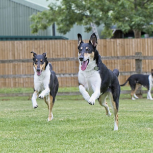 Short-haired Collies