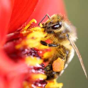 Pollen Covered Bee