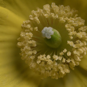Welsh Poppy #3