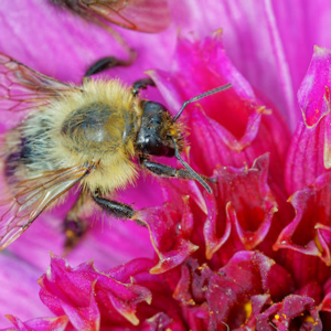 Bee Searching for Nectar