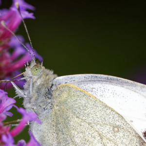 Butterfly Feeding on Nectar