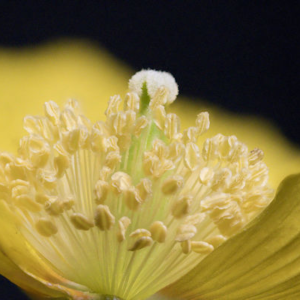 Welsh Poppy #1