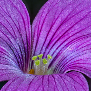 Purple Flower